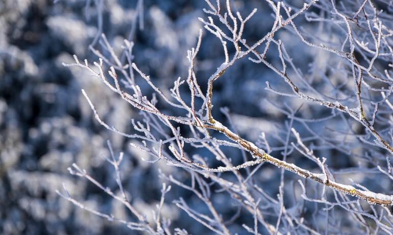 branches-6868761_1920.jpg